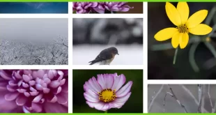 تحميل صور الطبيعة مجانا للاستخدام التجاري بدون حقوق ملكية